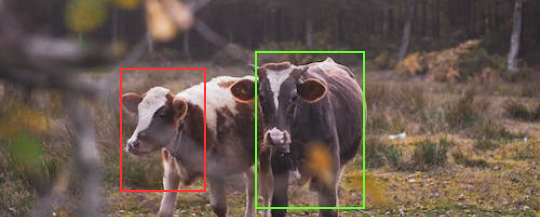 Cattle Gender Or Pose Detection